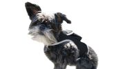NEW Portable Wireless Small Dog GPS Tracker Rechargeable Collar Finder Size:M