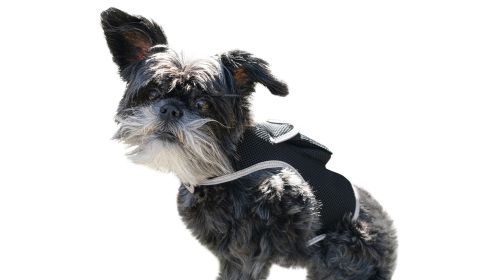 NEW Portable Wireless Small Dog GPS Tracker Rechargeable Collar Finder Size:M