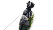 Observe Pet Leisurely with Pet Tracker Realtime GPS Dog Tracking Collar Mount Device Size:M