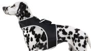 Rechargeable Mini Collar Pet Tracker Waterproof Dog Locator Device NEW Size:M