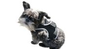 Observe Pet Leisurely with Pet Tracker Realtime GPS Dog Tracking Collar Mount Device Size:M